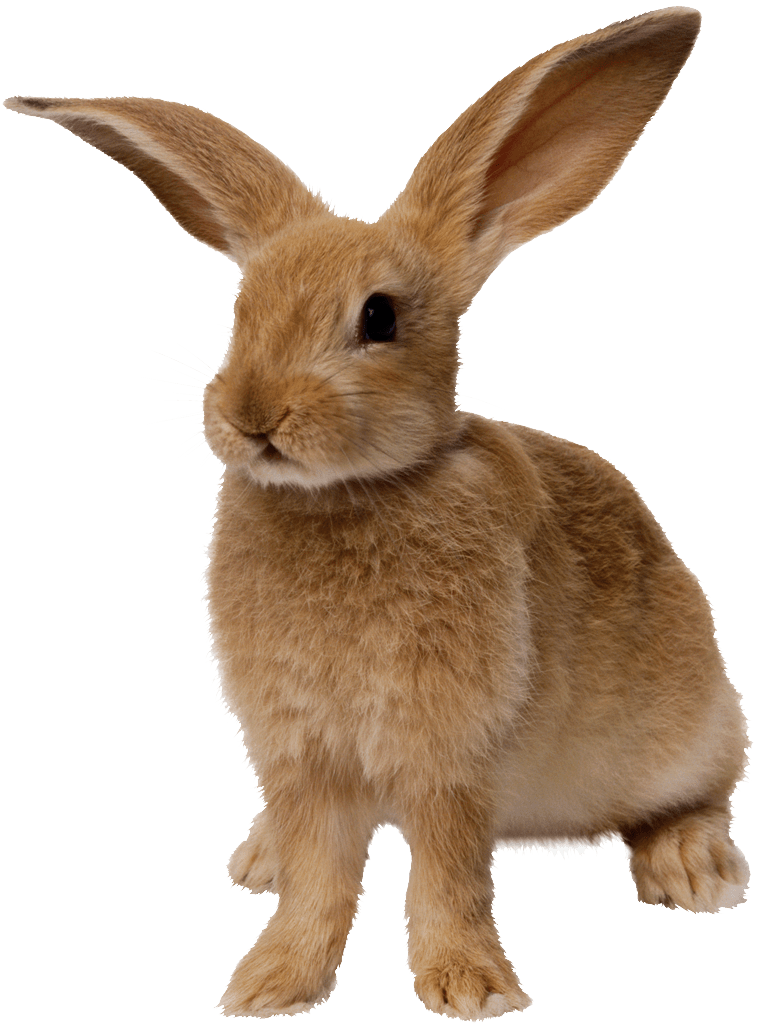 ‘De konijnen van de konijnenwarande’: schemerdieren in het insolventierecht