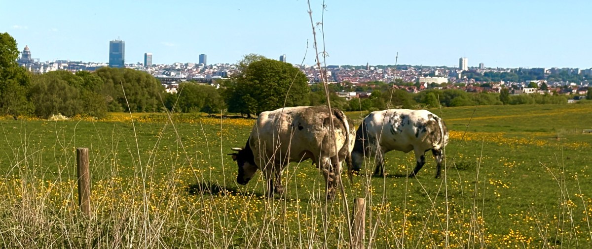 Een voorbeeld van legistieke ‘content drift’: art. 4:23&nbsp;WVV